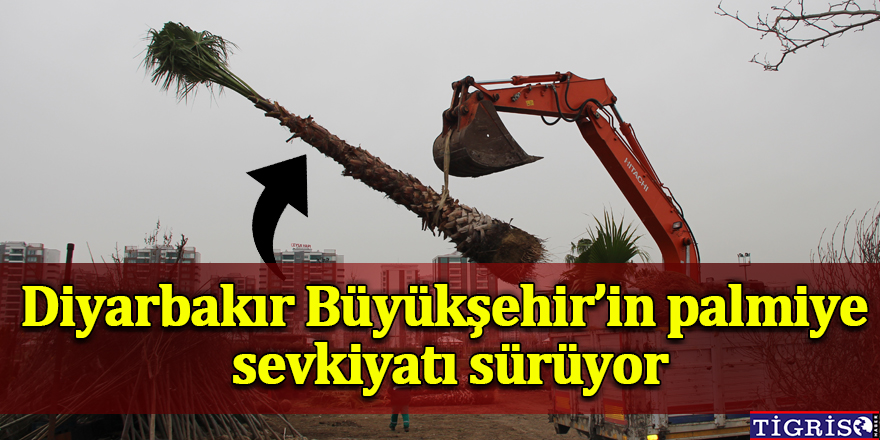 VİDEO - Diyarbakır Büyükşehir’in palmiye sevkiyatı sürüyor