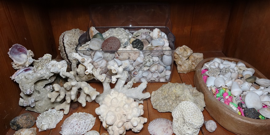 Mardin'de, deniz canlılarının binlerce yıllık fosilleri sergileniyor