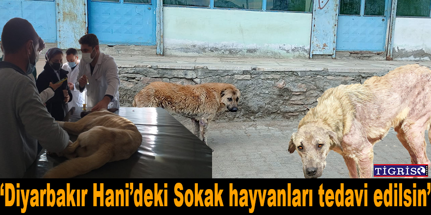 Diyarbakır’ın Hani ilçesinde 'kuduz köpek' tedirginliği
