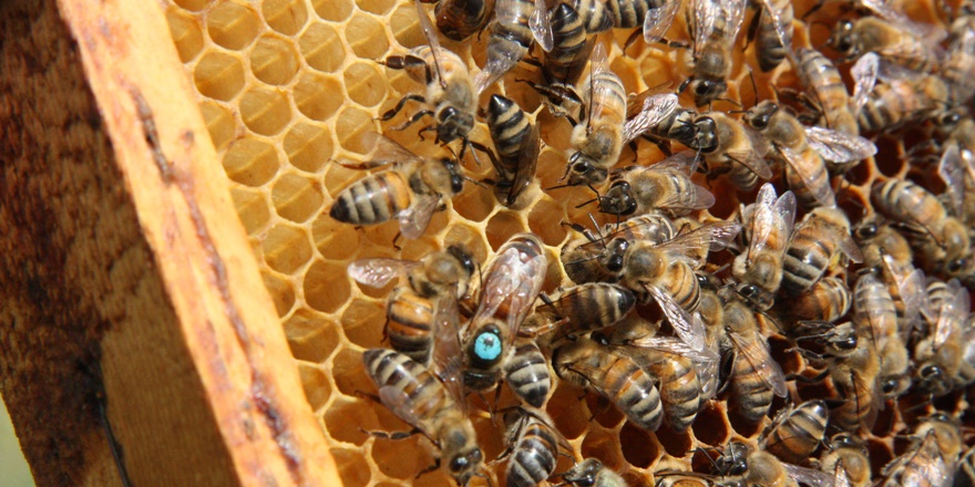 Diyarbakır’da arılar bal yapmaya başladı