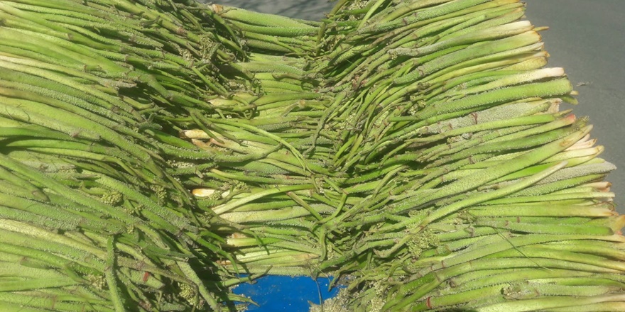 Yayla Muzu tezgahlarda