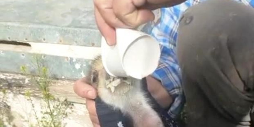 VİDEO - Diyarbakırlı çiftçi domuz yavrularını sütle besledi