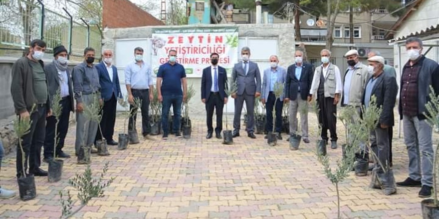 Diyarbakır’da çiftçilere zeytin fidanı desteği