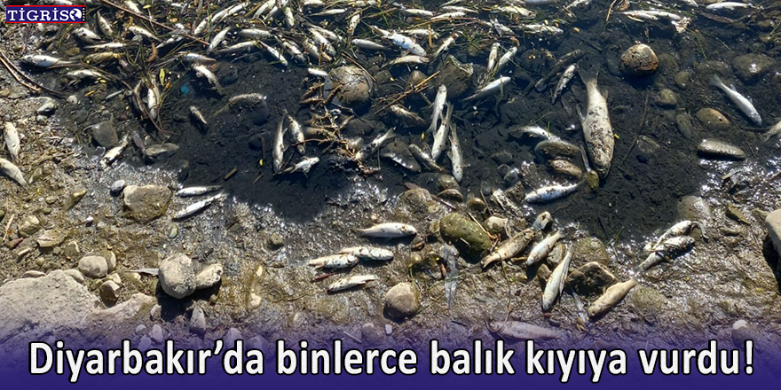 Diyarbakır’da binlerce balık kıyıya vurdu!