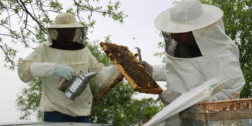 Prof. Dr. Kılıç: Yanlış zirai ilaçlamalar arı ölümlerine neden oluyor