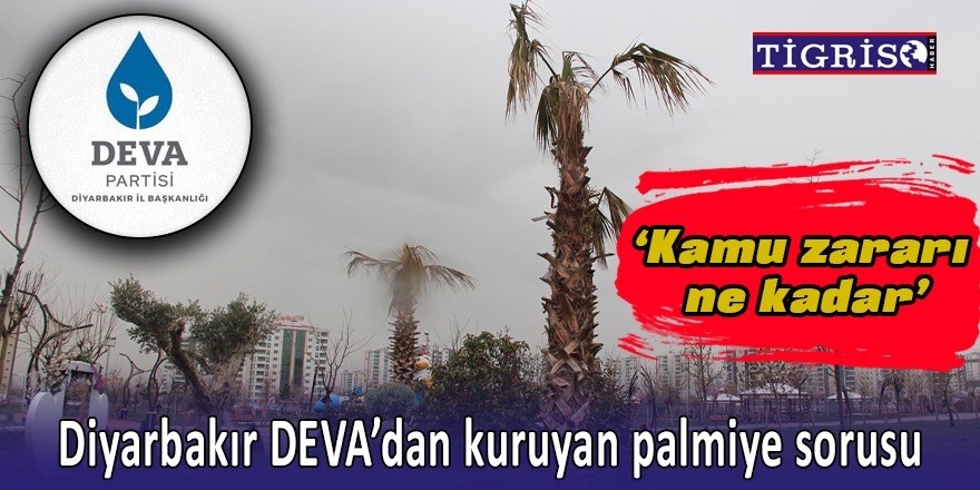 Diyarbakır DEVA’dan kuruyan palmiye sorusu: Kamu zararı ne kadar