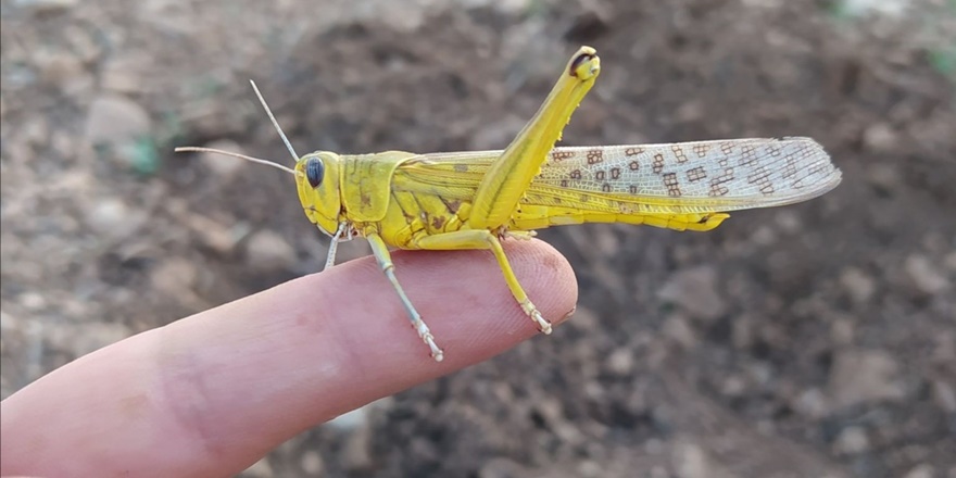 Bölge, olası çekirge istilasından endişeli
