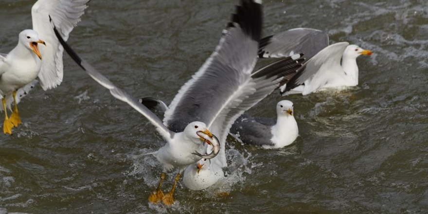 İnci kefalinin ‘sessiz’ ve zorlu yolculuğu