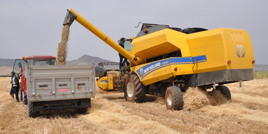 Geçen sene 12 ton ürün alınan araziden bu sene 2 ton mahsul alındı