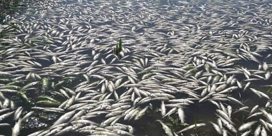 Dicle Nehrindeki balık ölümleri araştırılsın