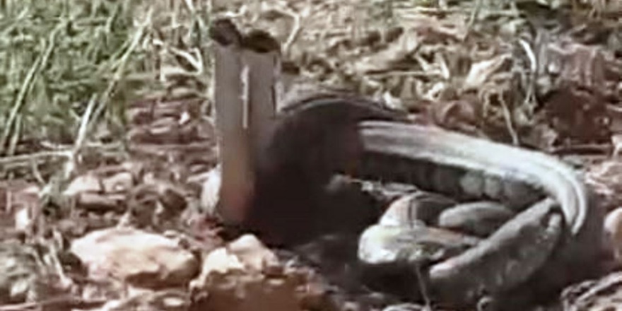 Şanlıurfa’da dünya’nın en zehirli yılanlarının dansı