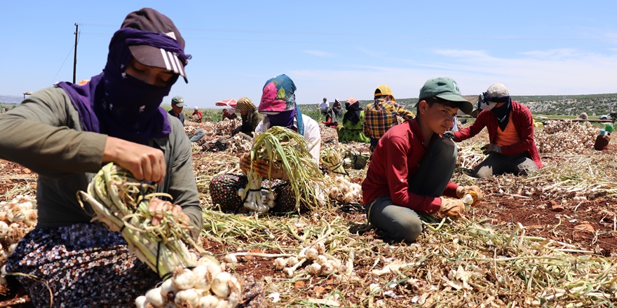 Gaziantep'te tarım işçileri bayramda da çalışıyor