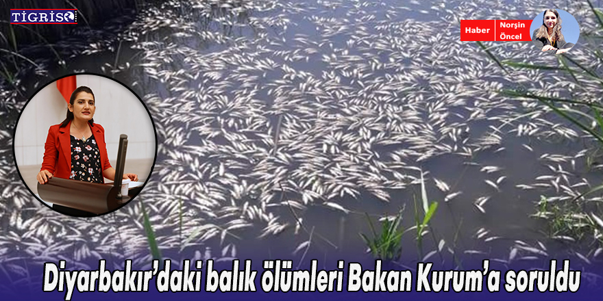 Diyarbakır’daki balık ölümleri Bakan Kurum’a soruldu
