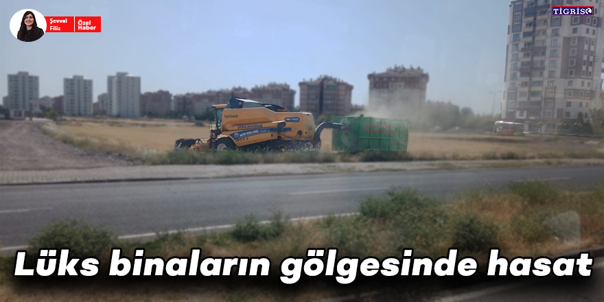 Lüks binaların gölgesinde hasat