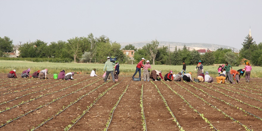Diyarbakır’da tarım işçilerinin zorlu mesaisi