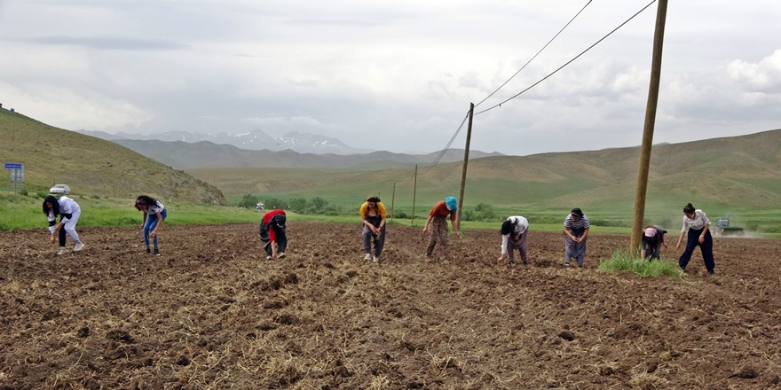 Emekçi kadınların tarım seferberliği