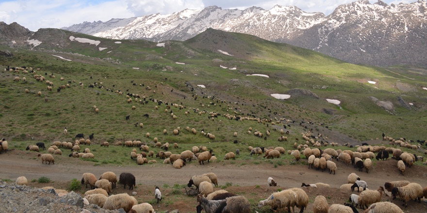 Şırnak’taki yaylalar göçer akını yaşıyor