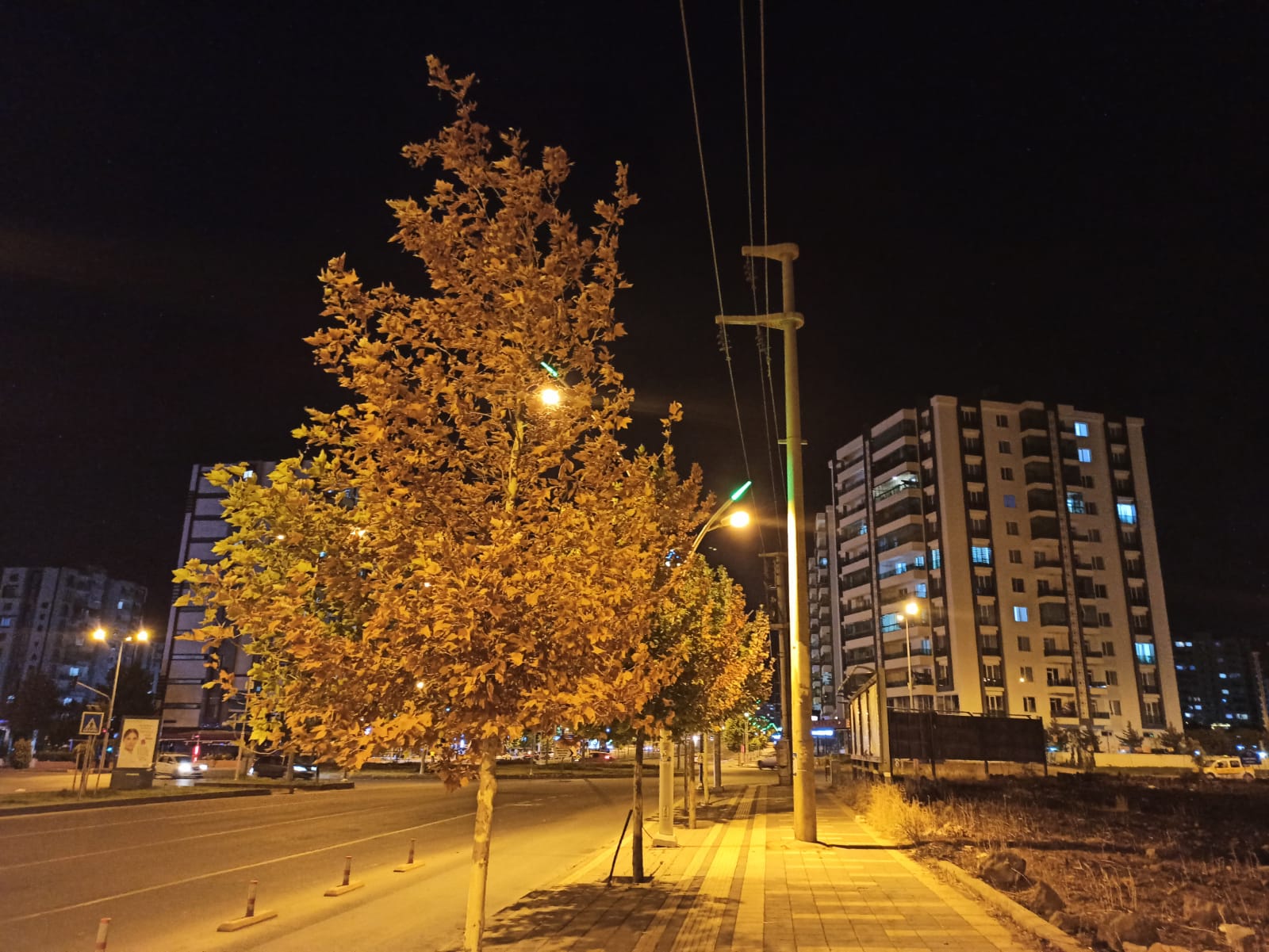 Diyarbakır’da ağaçlar kuruyor, Büyükşehir izliyor