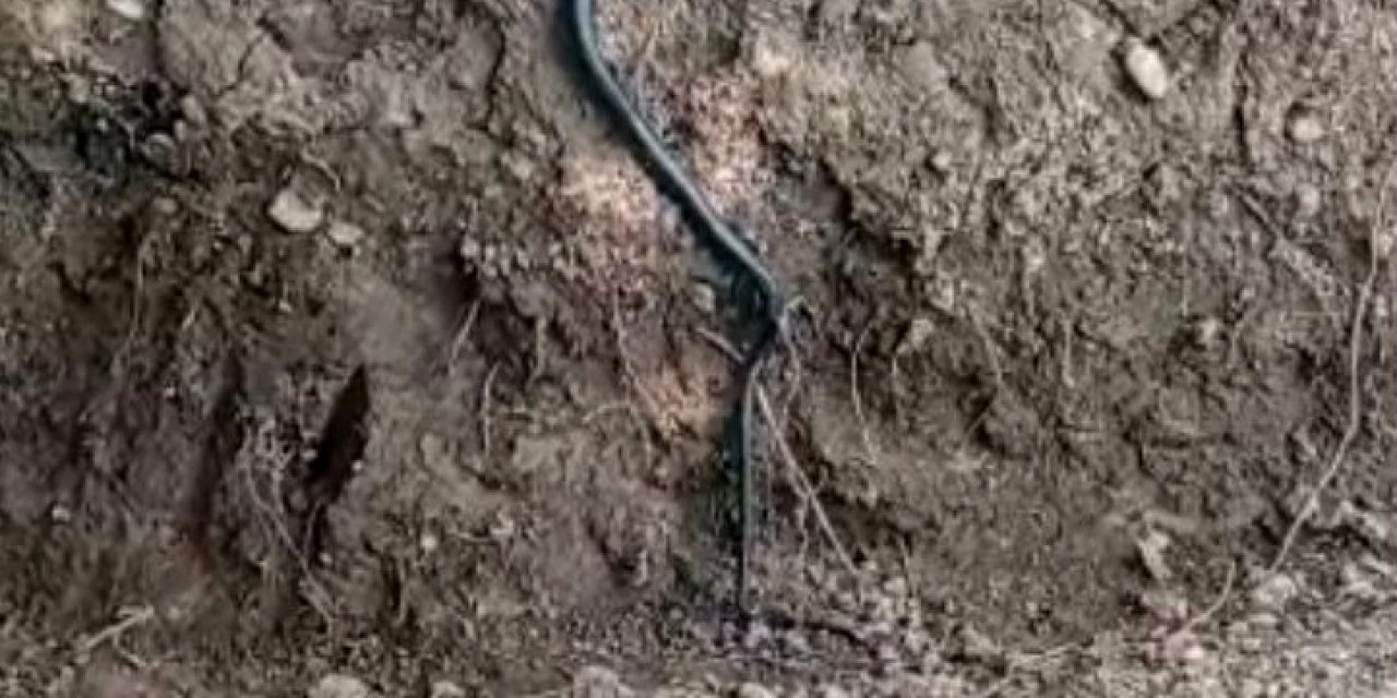 Diyarbakır’da yılan paniği