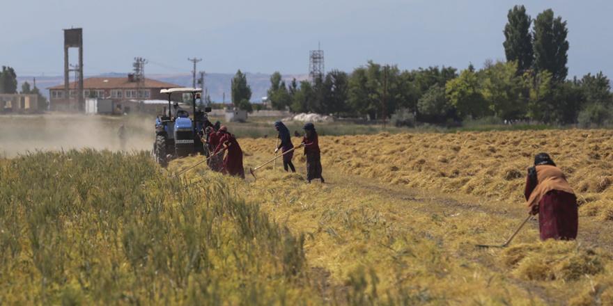 Şanlıurfa'da kırmızı mercimek üreticisi üzgün