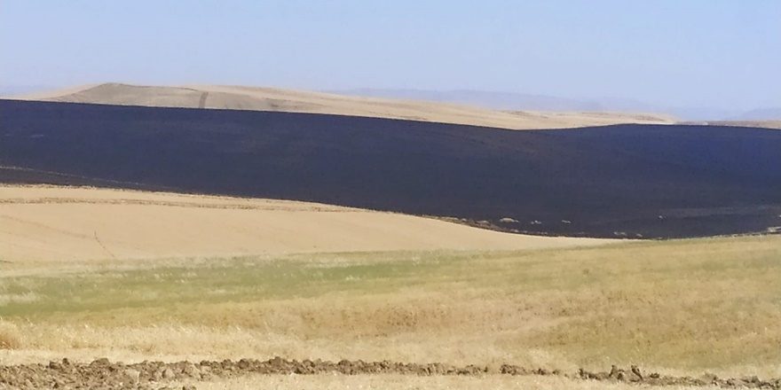 Diyarbakır’da 10 bin dönümlük ekili alan yandı