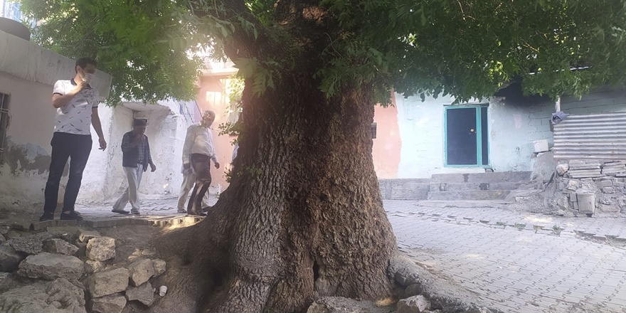 “Diyarbakır’daki 400 yıllık ağaç koruma altına alınsın”
