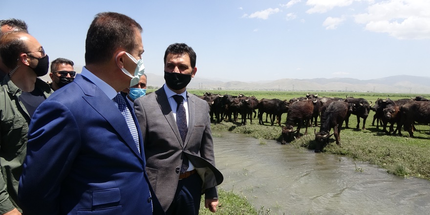 Yüksekova'da manda-malak dağıtıldı