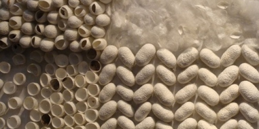 Diyarbakır Kulp’ta ipek böcekçiliği zor durumda