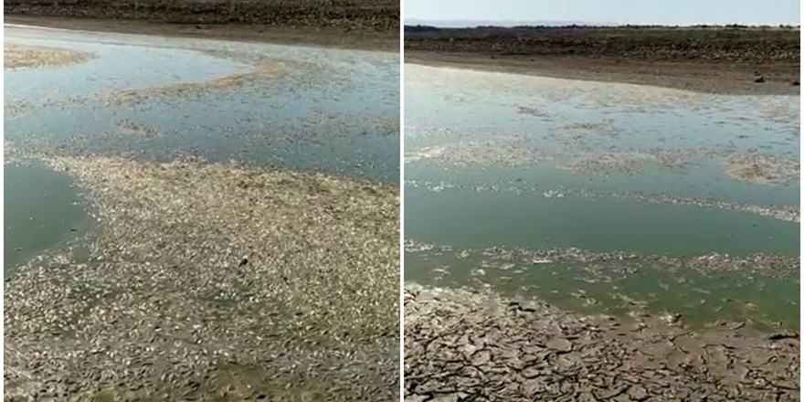 Diyarbakır’da göl kurudu balıklar öldü