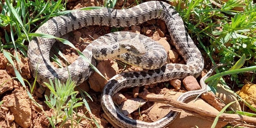 Tunceli’de Kocabaş yılanı görüntülendi