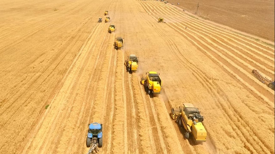 Şanlıurfa’da buğday hasadı