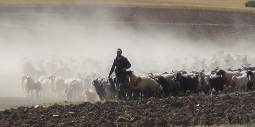 Vanlı çiftçi 30 koyunla başladı, sonra çiftlik kurdu