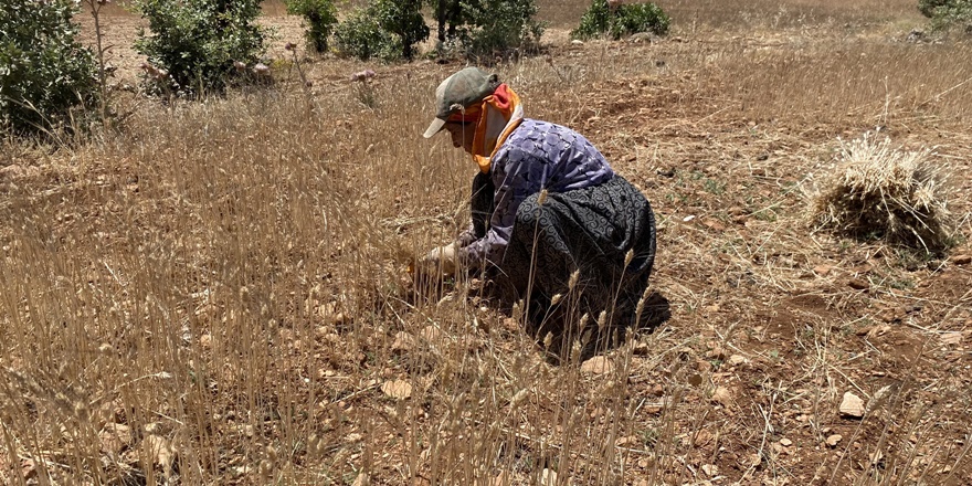 Mardin’de kuraklık: Biçerdövere para vermemek için ekini elle topladılar