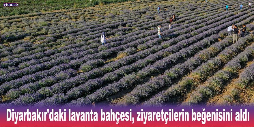 Diyarbakır'daki lavanta bahçesi, ziyaretçilerin beğenisini aldı