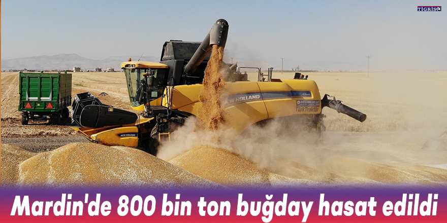 Mardin'de 800 bin ton buğday hasat edildi