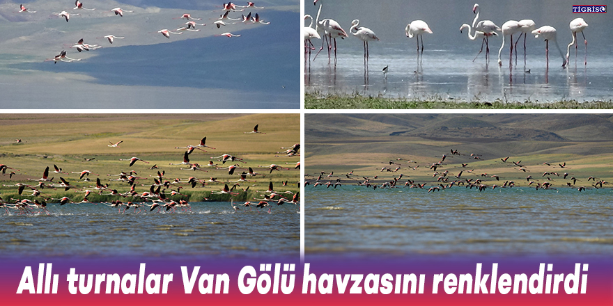 'Allı turnalar' Van Gölü havzasını renklendirdi