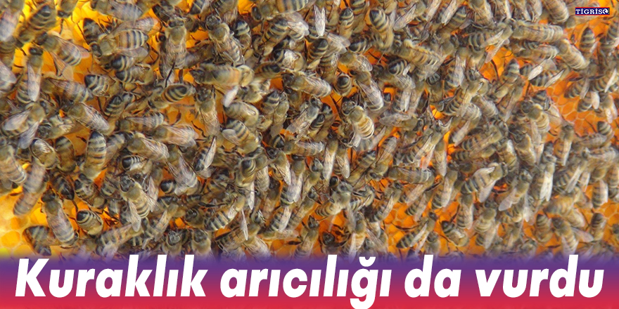 Kuraklık arıcılığı da vurdu