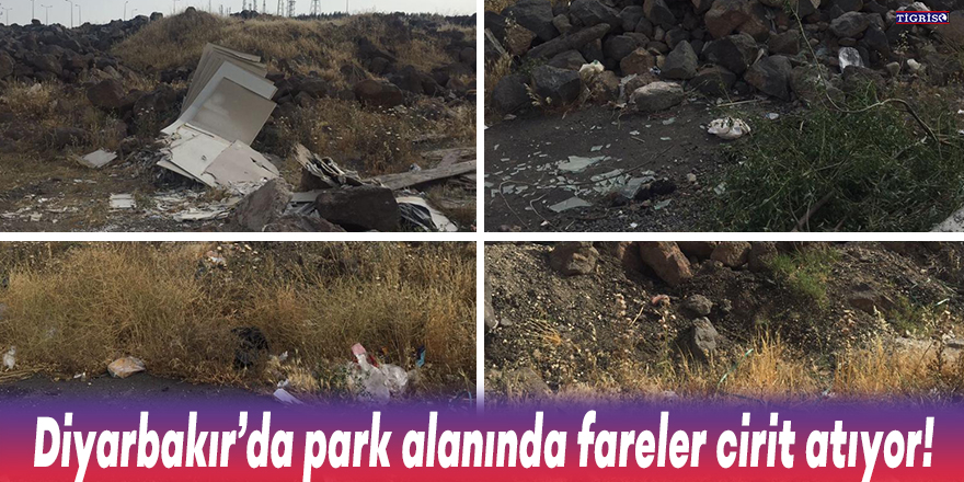 Diyarbakır’da park alanında fareler cirit atıyor!