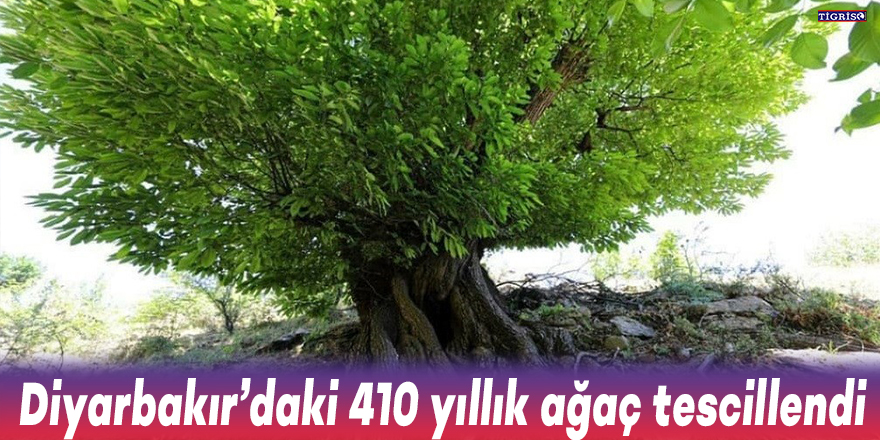 Diyarbakır’daki 410 yıllık ağaç tescillendi