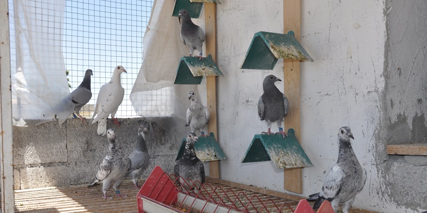 Bulgaristan’dan havalanan posta güvercinleri Mardin’e ulaştı