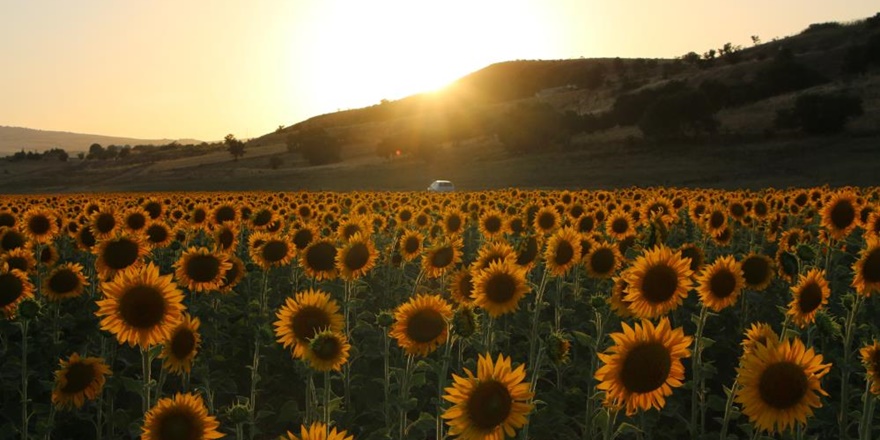 Dersim’de, Trakya bölgesini andıran manzaralar