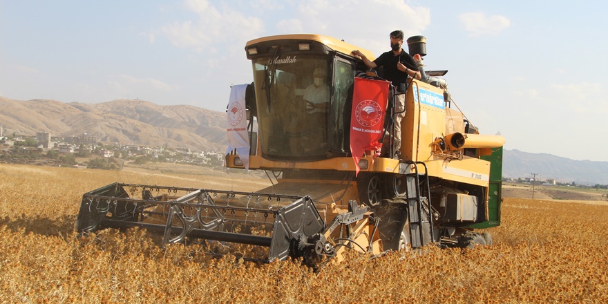 Şırnak’ta ilk defa ekilen aspirin hasadı törenle yapıldı
