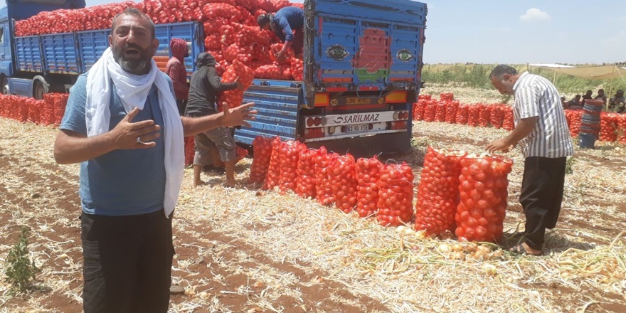 Soğan bu yıl çiftçiyi üzdü