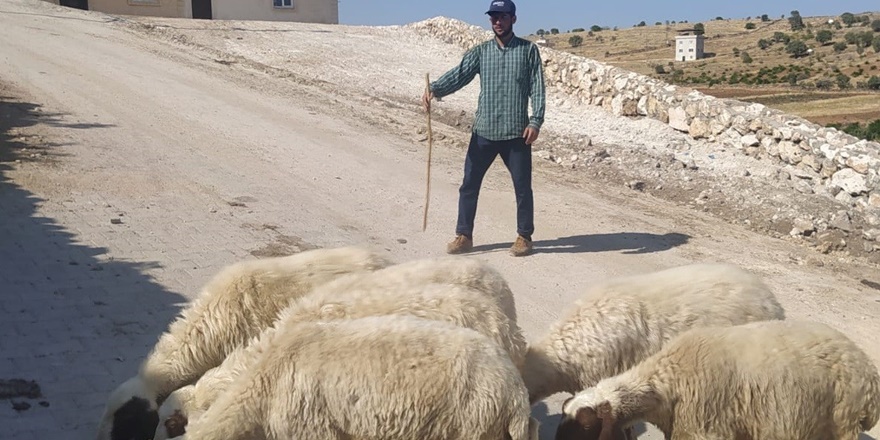 Kayıp koyunlar, sosyal medya sayesinde sahibine ulaştırıldı