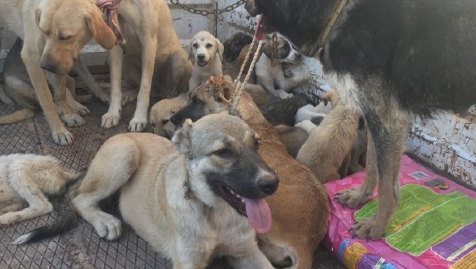 Diyarbakır’da doğaya bırakılan 100 köpekten 10’u açlıktan öldü