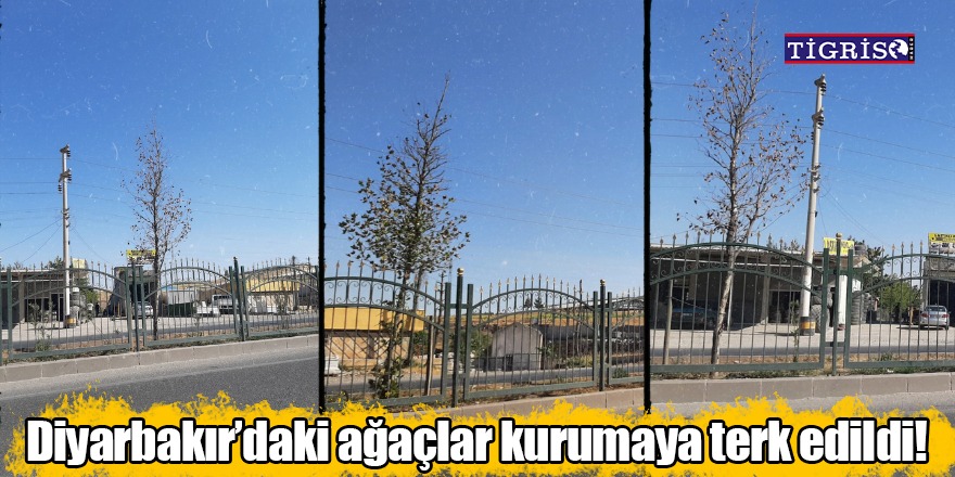 Diyarbakır’daki ağaçlar kurumaya terk edildi!