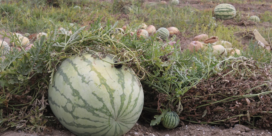 Ağırlığıyla yarışacak karpuzların hasadı başladı