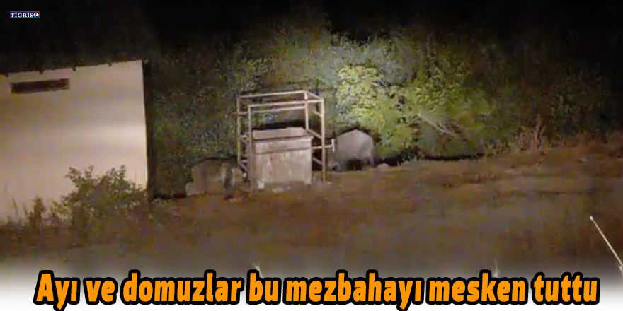 Ayı ve domuzlar bu mezbahayı mesken tuttu