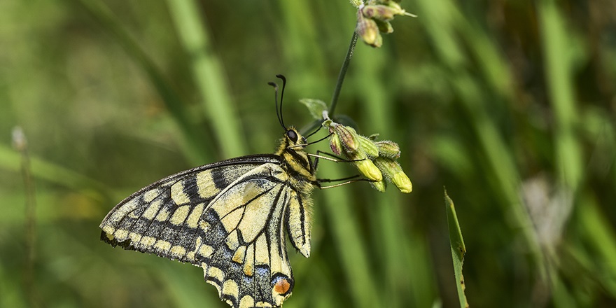 Van Gölü 230 kelebek türüne ev sahipliği yapıyor