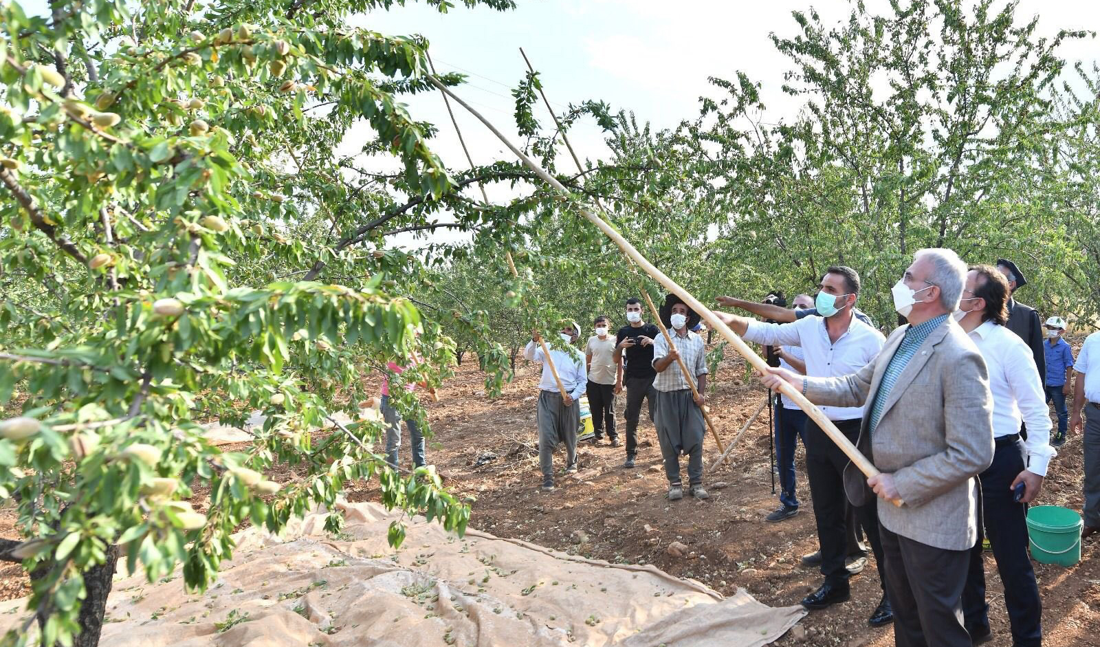 VİDEO - Diyarbakır Valisi, işçilerle birlikte badem topladı
